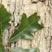 Bluff Oak